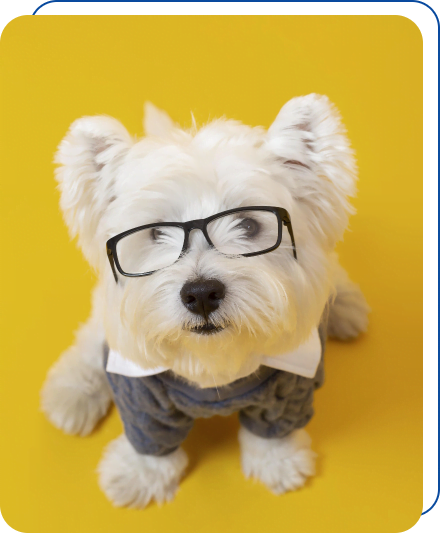 Intelligent Dog wearing glasses symbolizing IT managed service providers