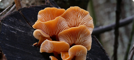 Mushroom growing from rotten wood to represent powerful insights from raw data