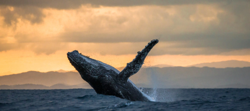 Humpback whale leaping from water symbolizing powerful data migration